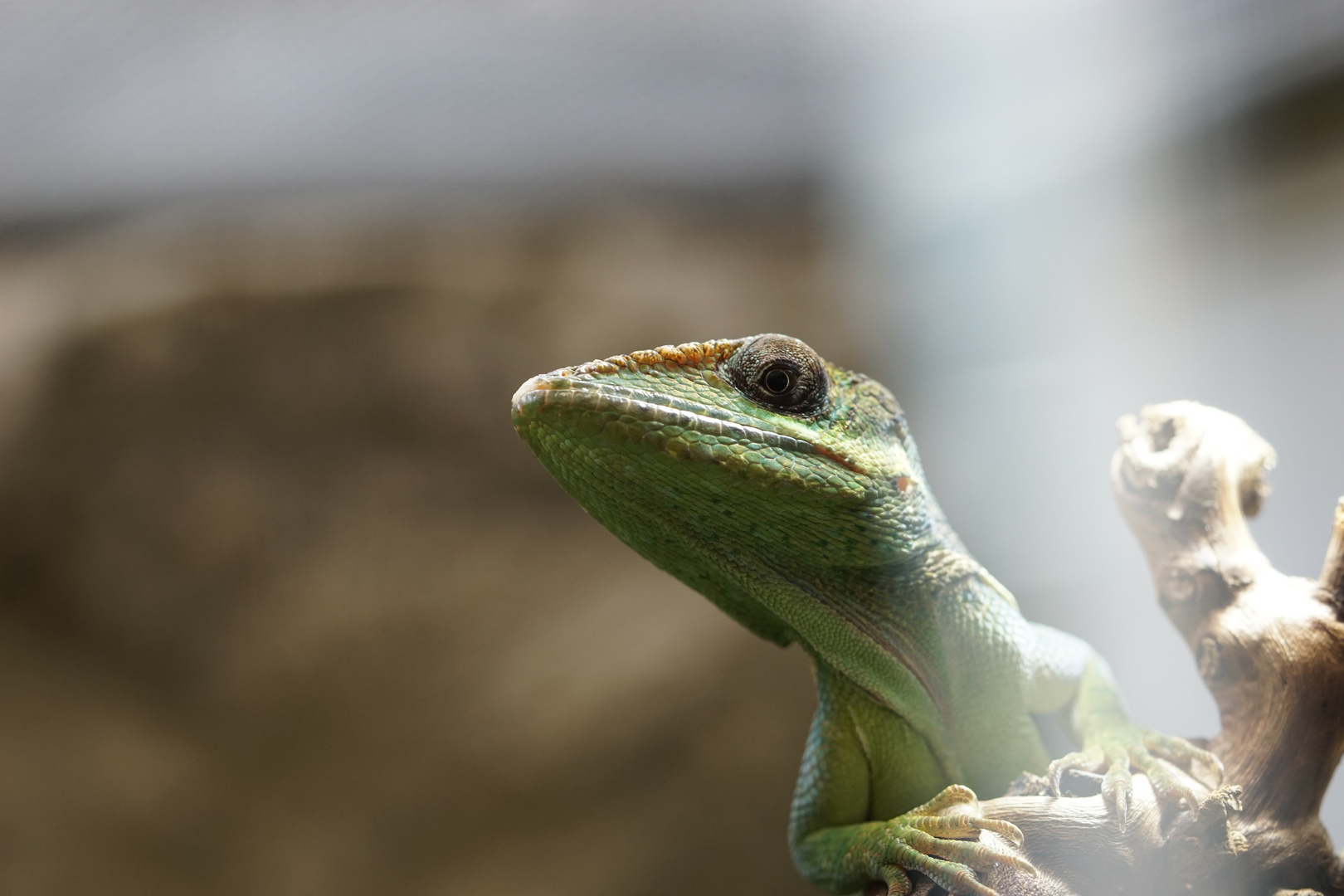 Reptil Wilhelma Stuttgart