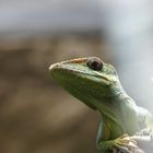 Reptil Wilhelma Stuttgart