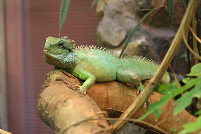 Reptil Zoo Amsterdam