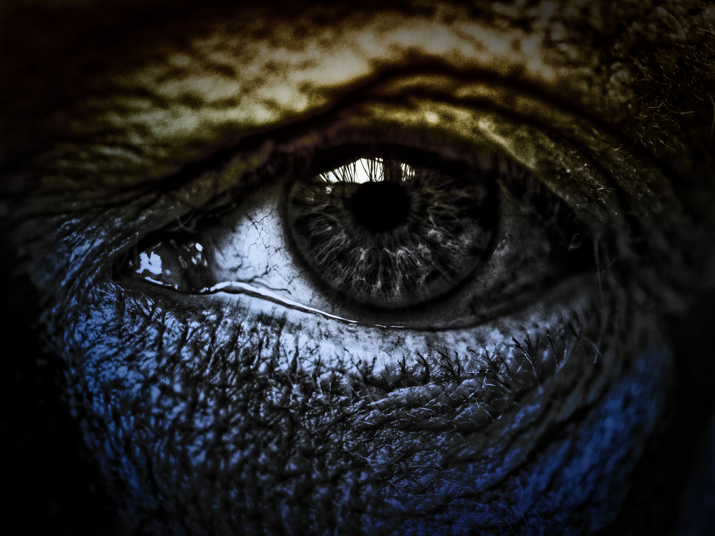 Reptile Eye