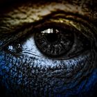 Reptile Eye