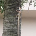 Reptile im Baum