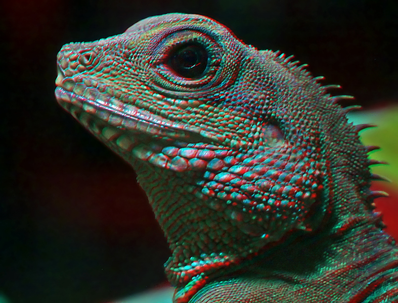 Reptile (mini-chacha) 3d ana