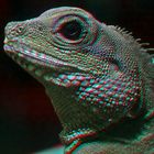 Reptile (mini-chacha) 3d ana