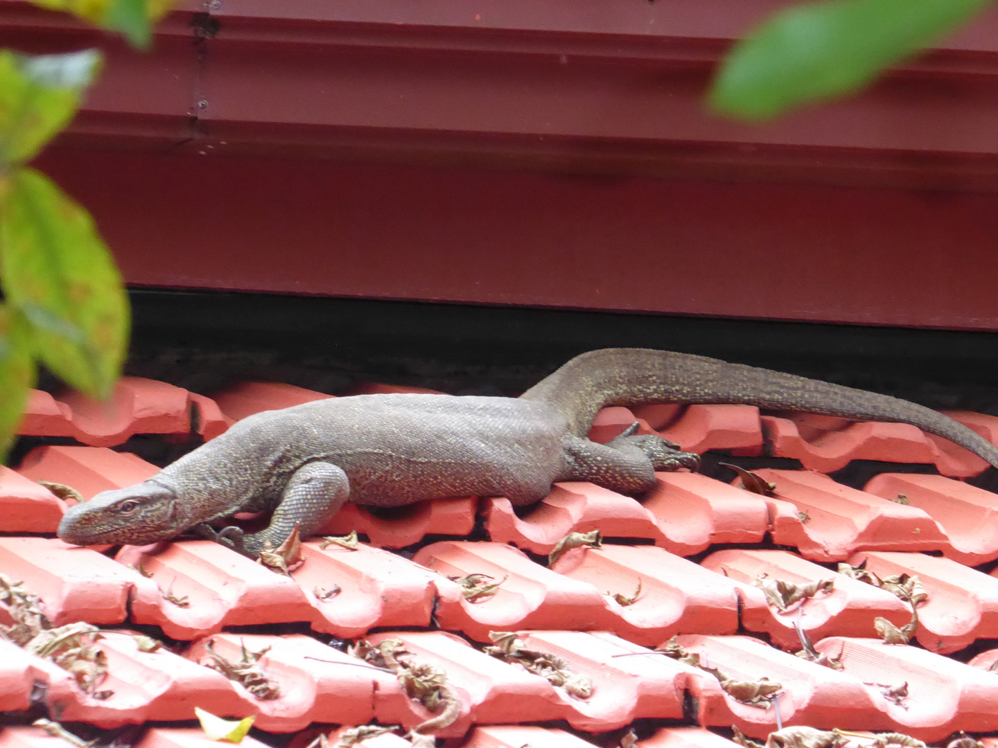 Reptile on the roof