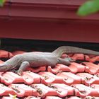 Reptile on the roof