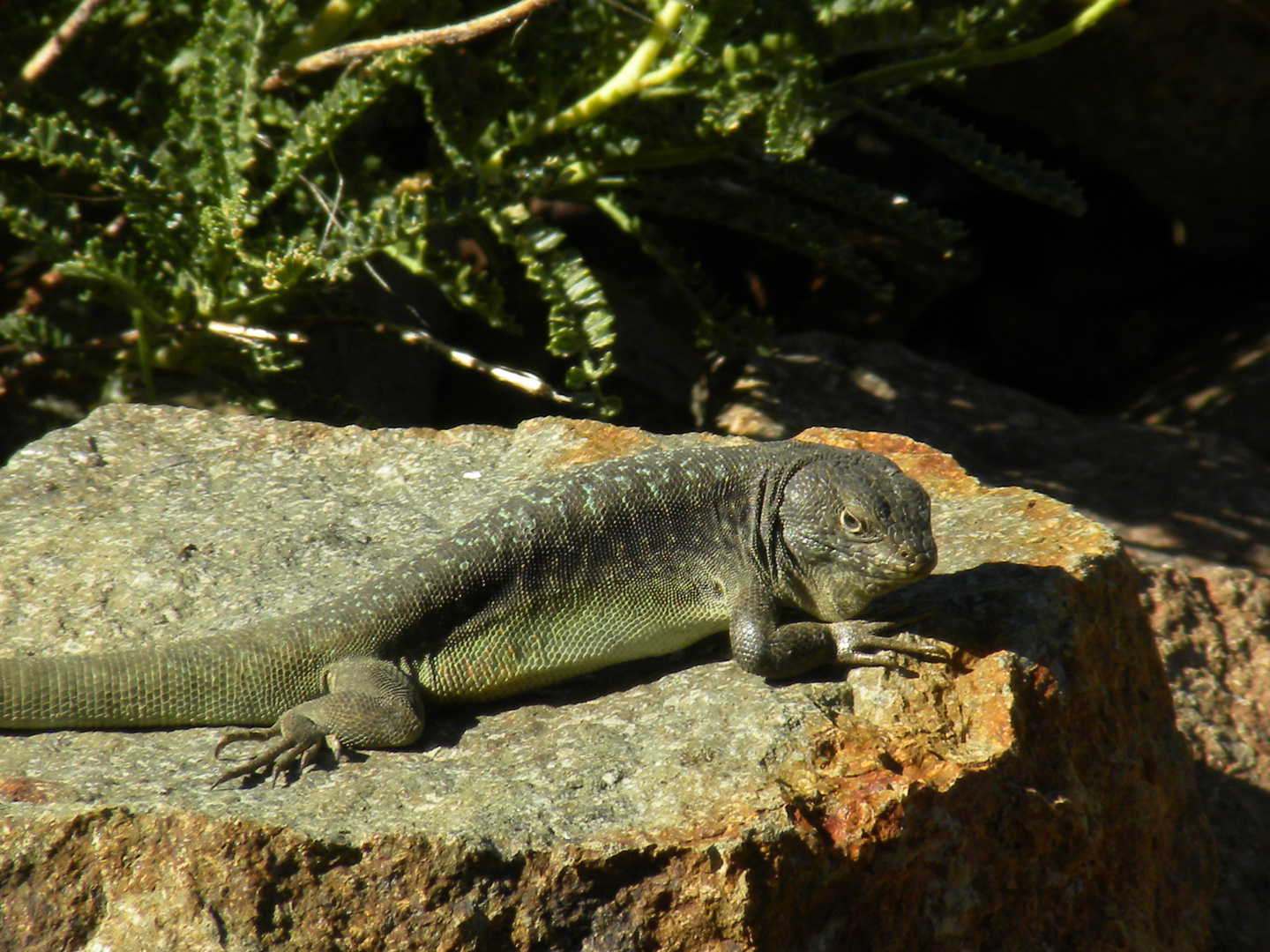 REPTILES DE LA COEDILLERA