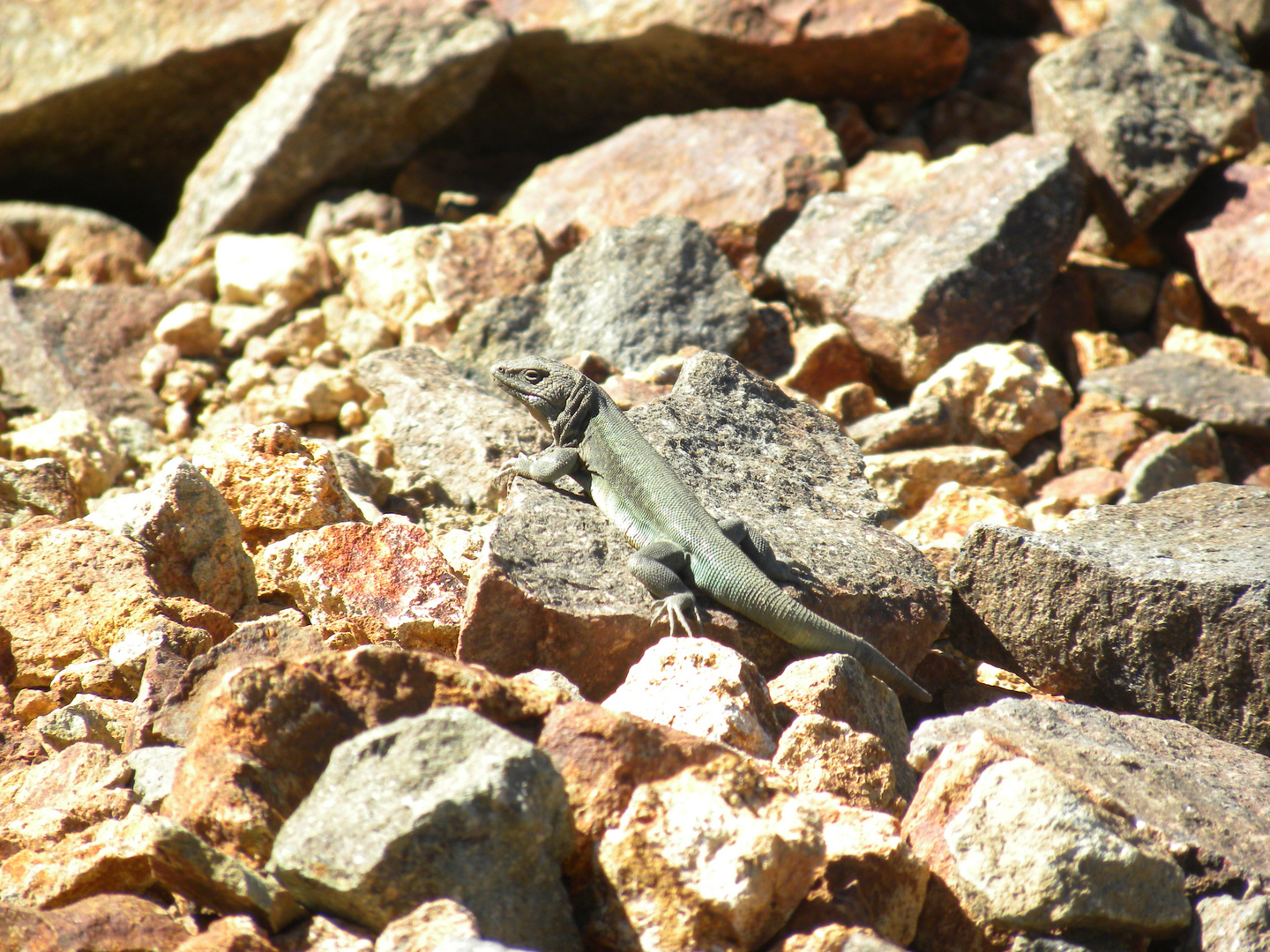 REPTILES DE LA CORDILLERA