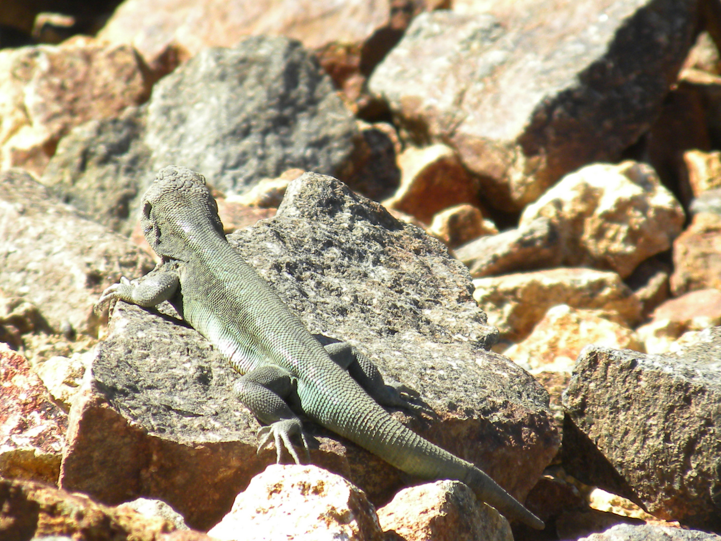 REPTILES DE LA CORDILLERA