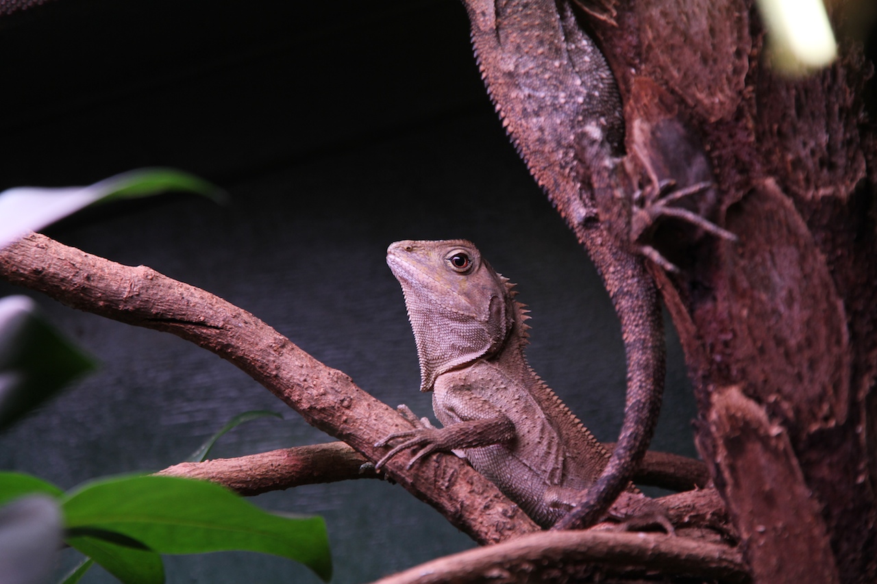 Reptiles' next topmodel 2010