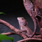 Reptiles' next topmodel 2010