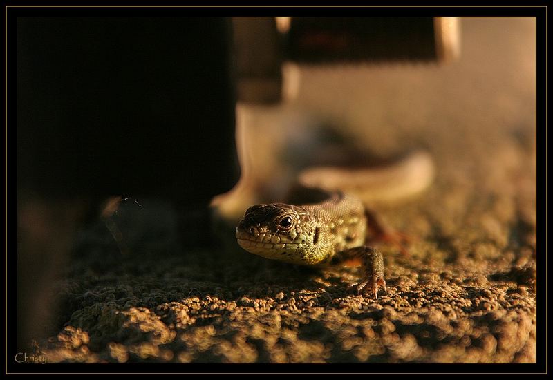 Reptilia beim Sonnenbad