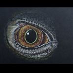 Reptilien-Auge * gezeichnet
