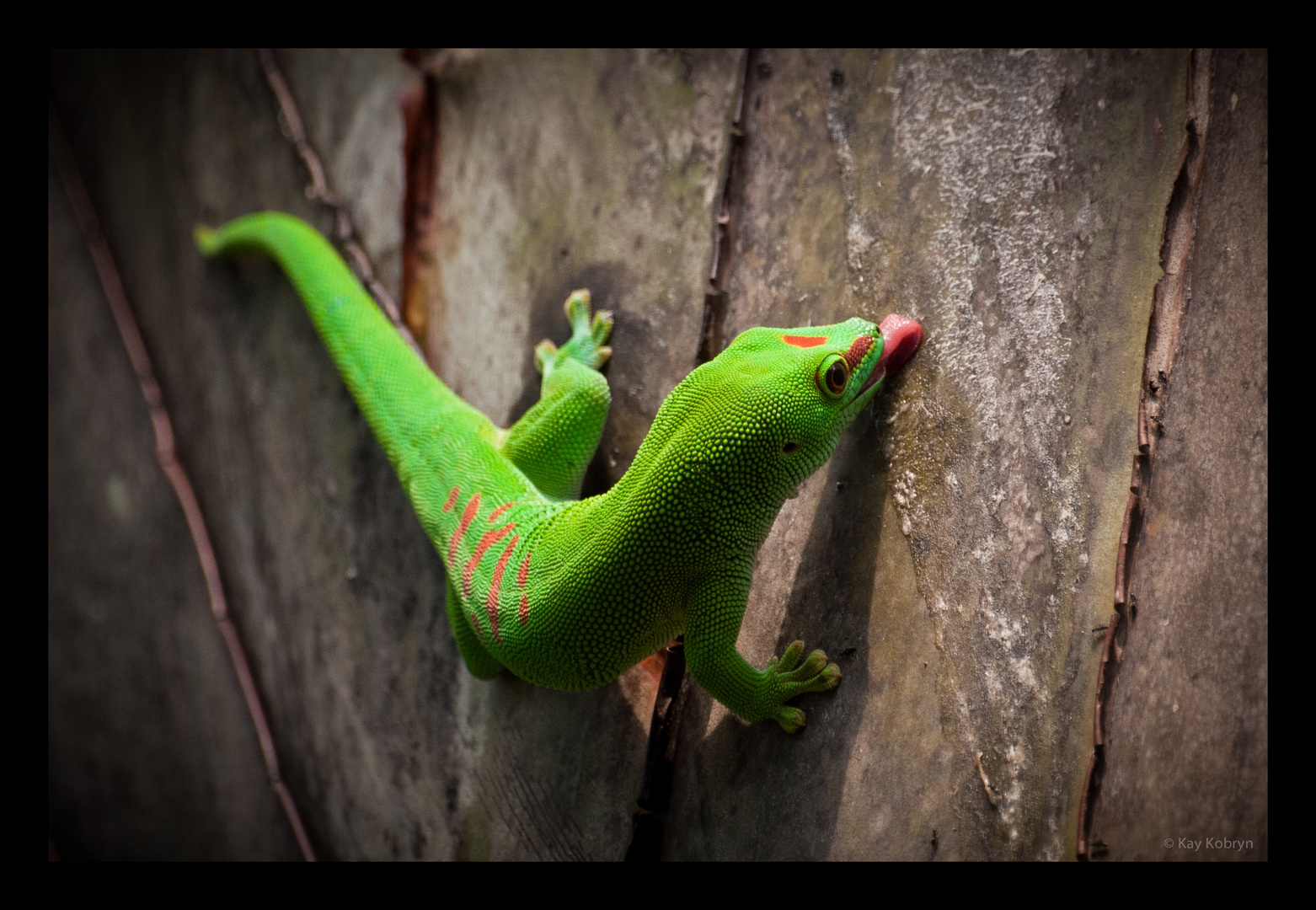 Reptilien - Der Madagaskar-Taggecko