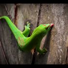 Reptilien - Der Madagaskar-Taggecko