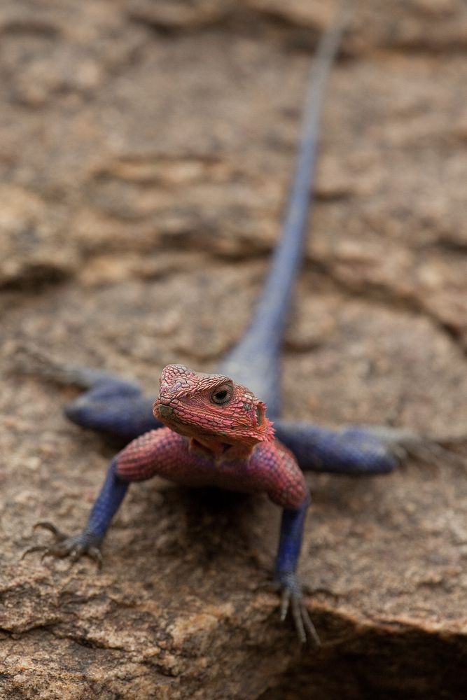 Reptilien der Masai Mara