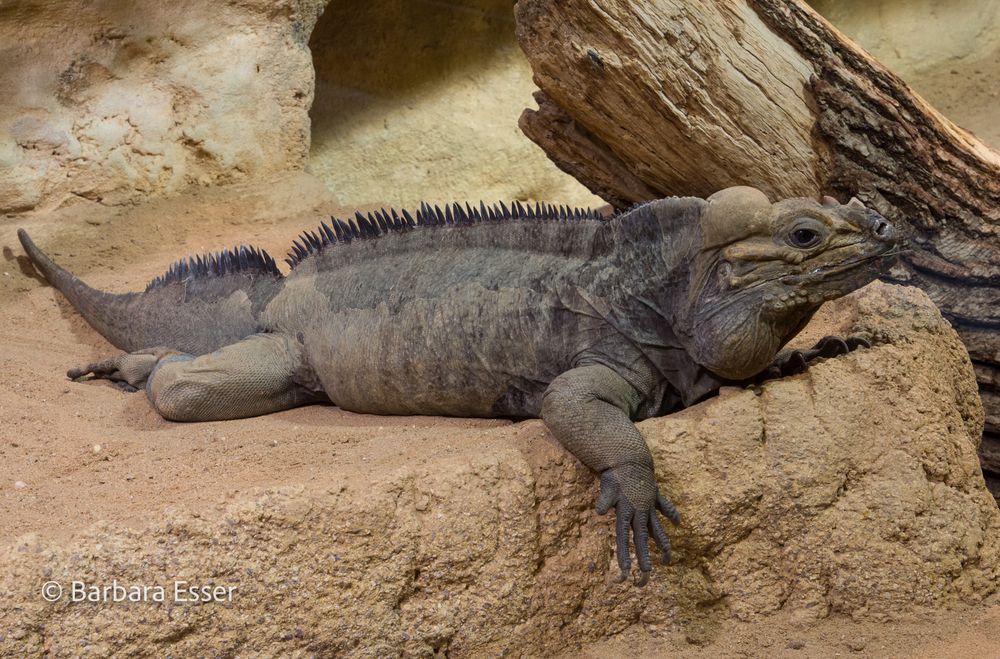 Reptilien im Terrarium