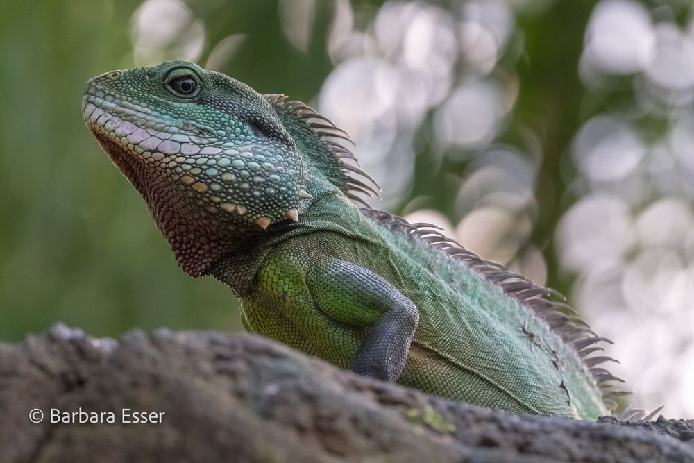 Reptilien im Terrarium