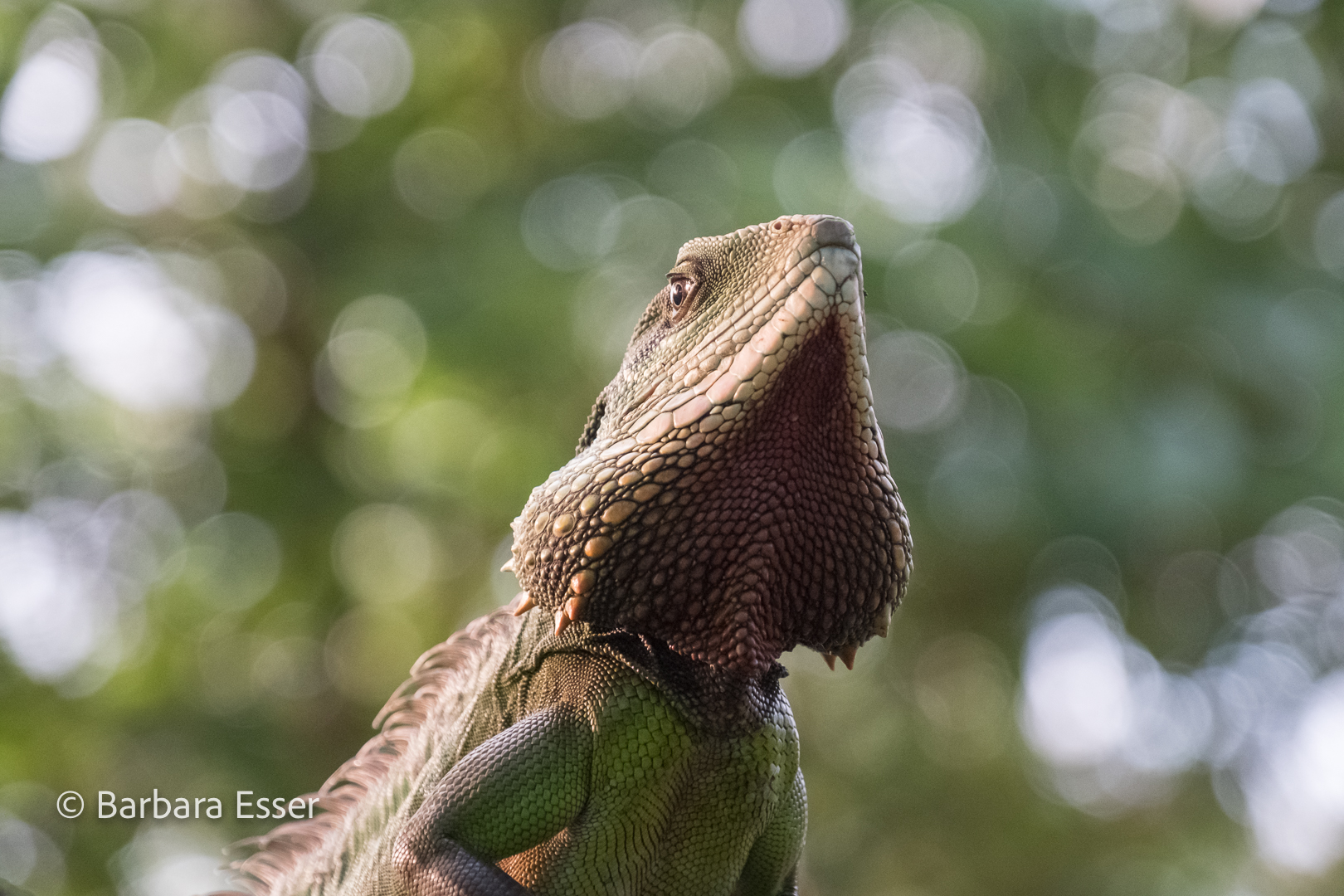 Reptilien im Terrarium