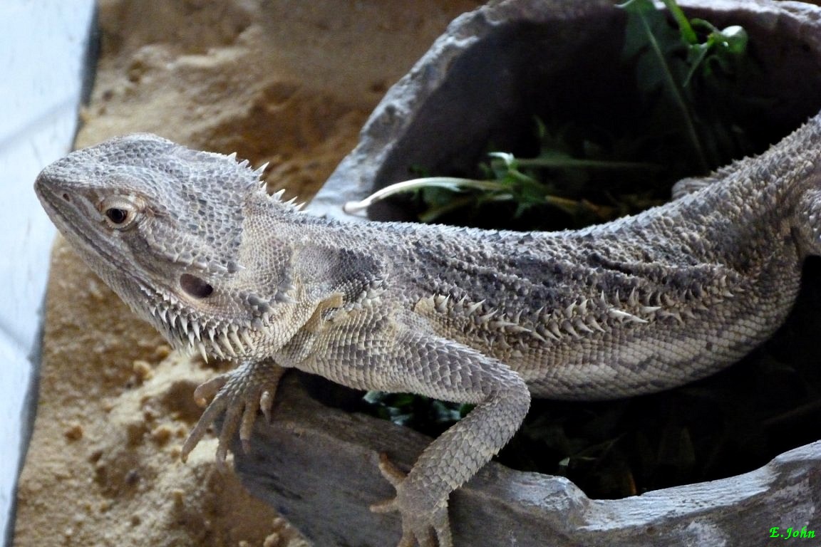 Reptilien im Zoo Nordhausen