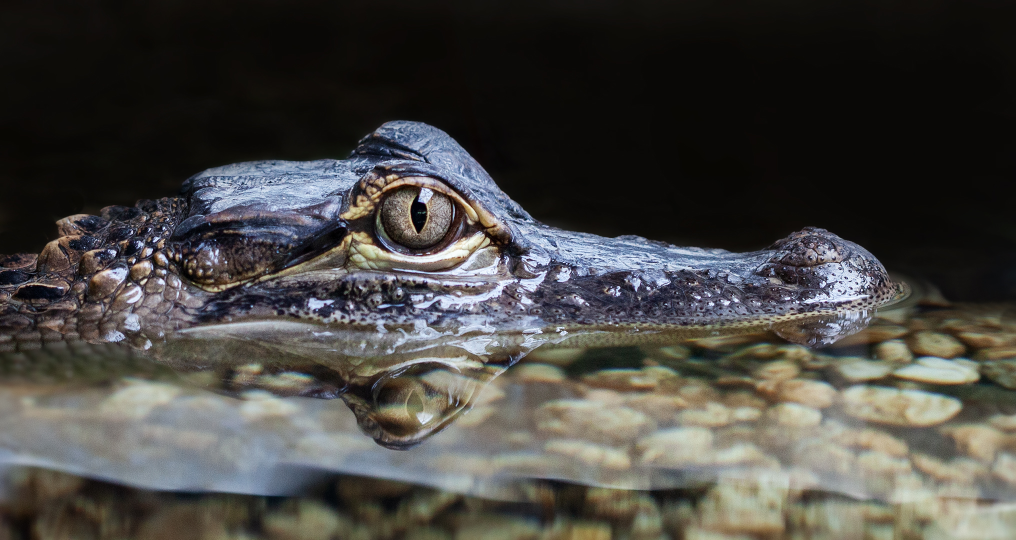 Reptilien-Portrait