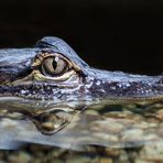 Reptilien-Portrait