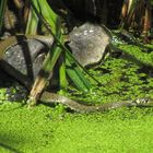 Reptilien unter sich - echte Ringelnatter auf falschem Krokodil