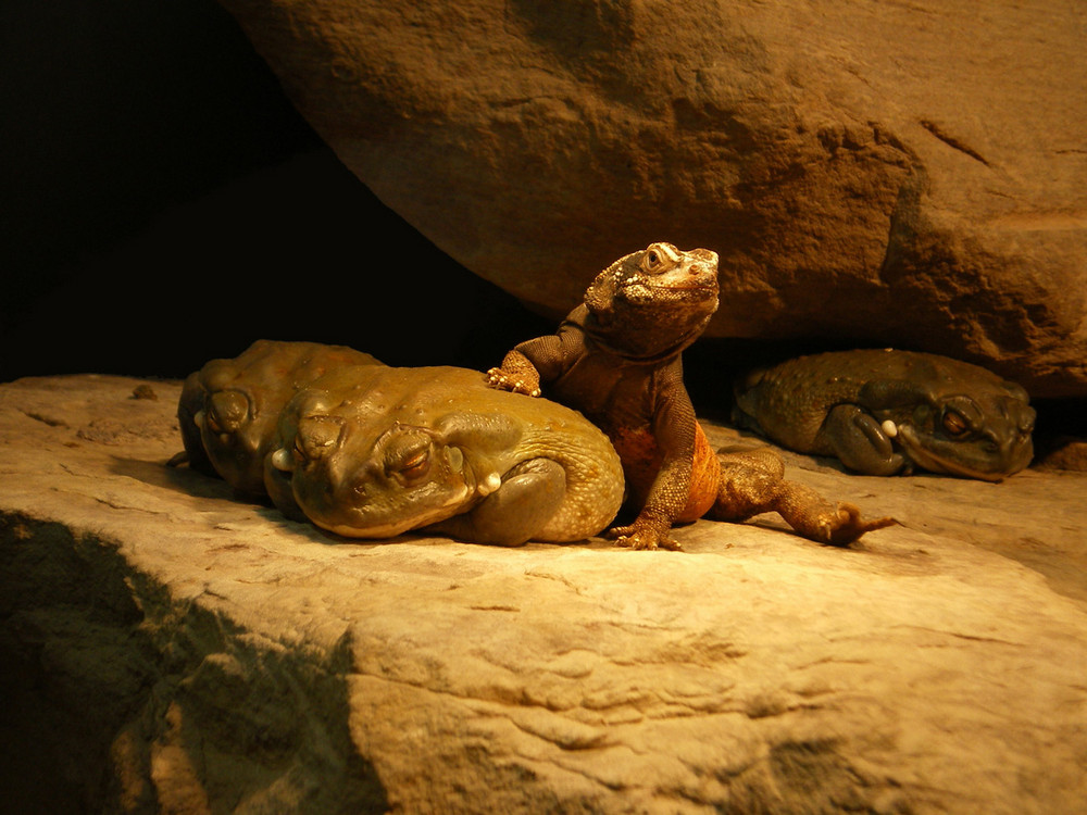 Reptilien-"zweck"-gemeinschaft