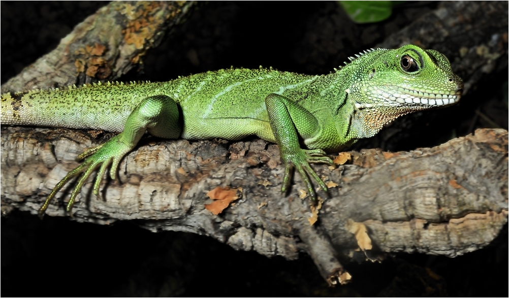 Reptilienausstellung IIIIIII