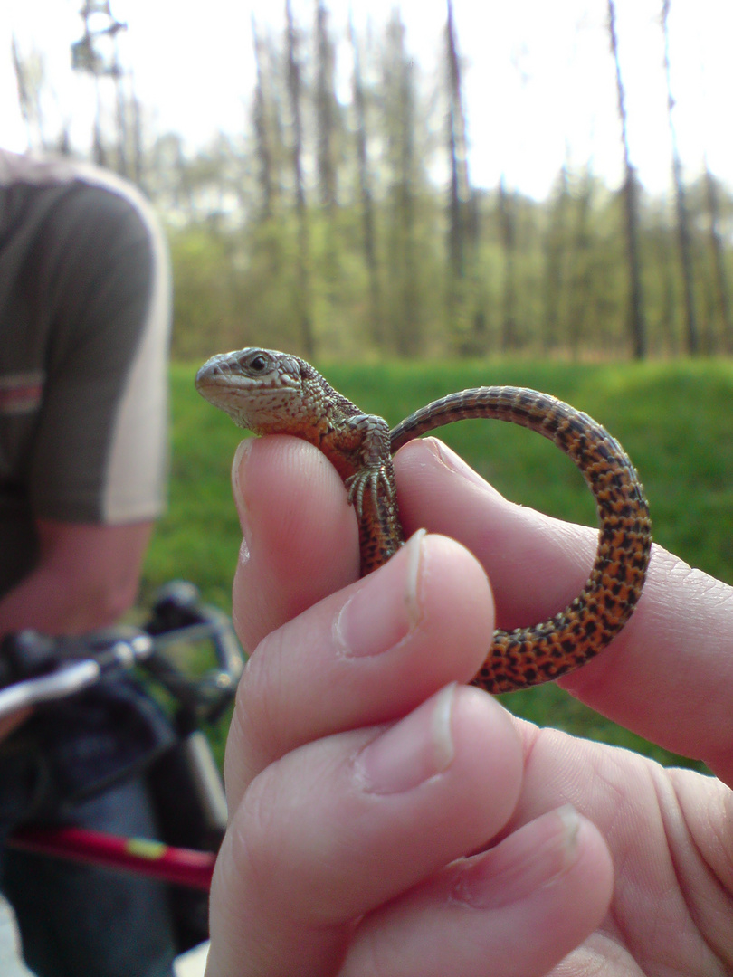 Reptilienzauber