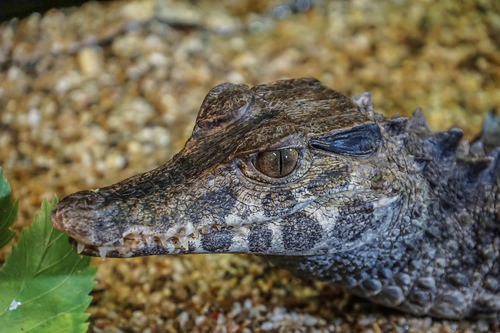 Reptilienzoo Füssen / Ostallgäu (2)