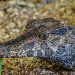 Reptilienzoo Füssen / Ostallgäu (2)