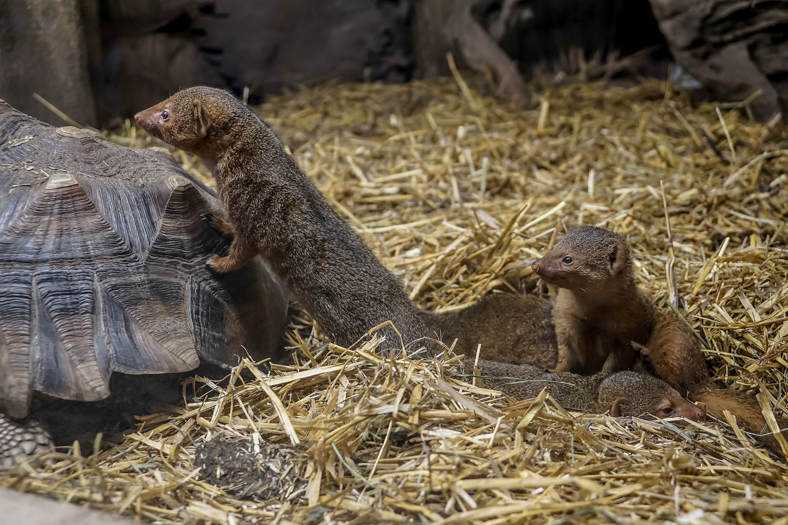 Reptilienzoo Füssen / Ostallgäu (3)