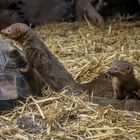 Reptilienzoo Füssen / Ostallgäu (3)