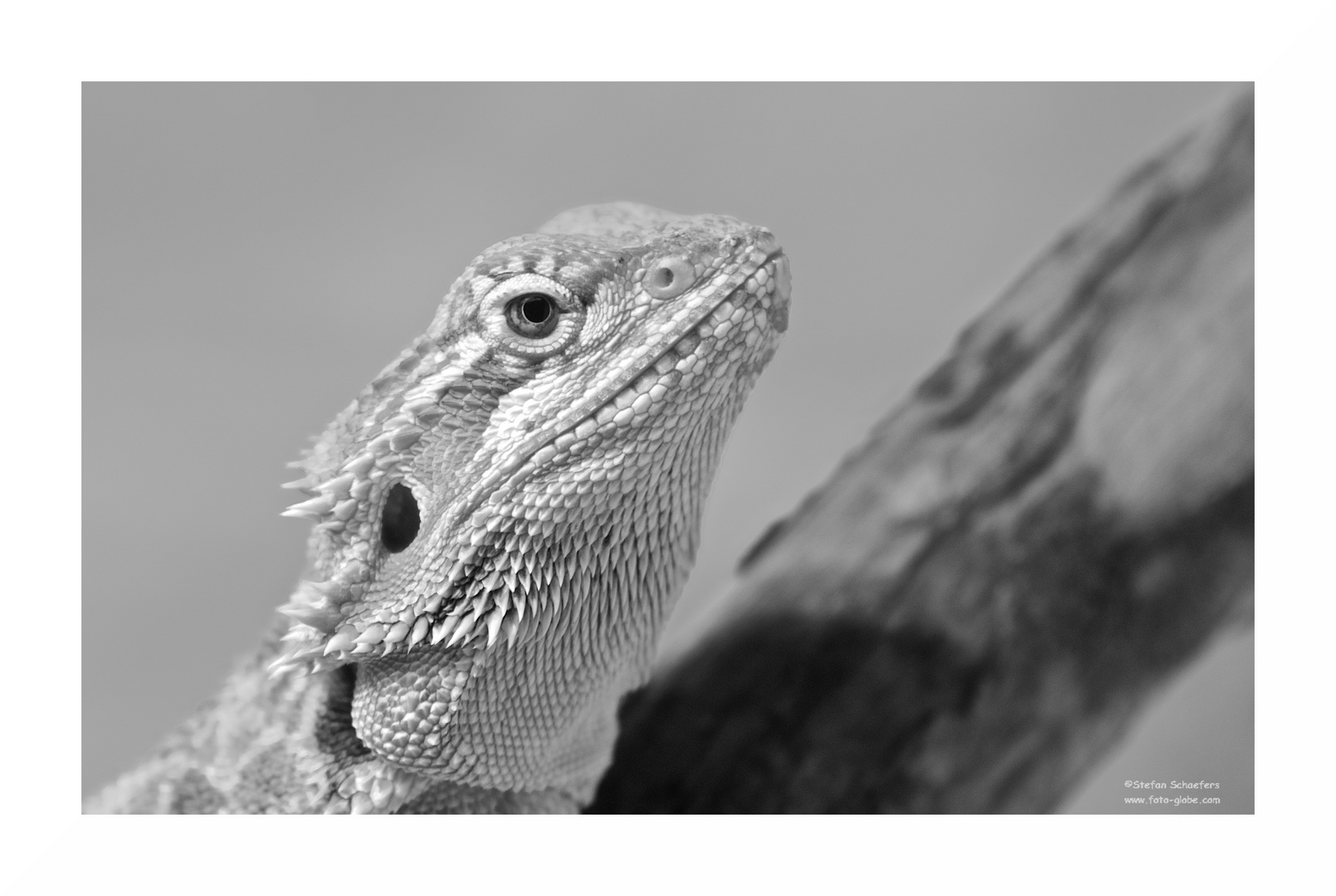 ....Reptilportrait 1....