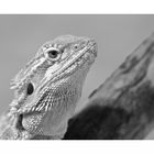 ....Reptilportrait 1....