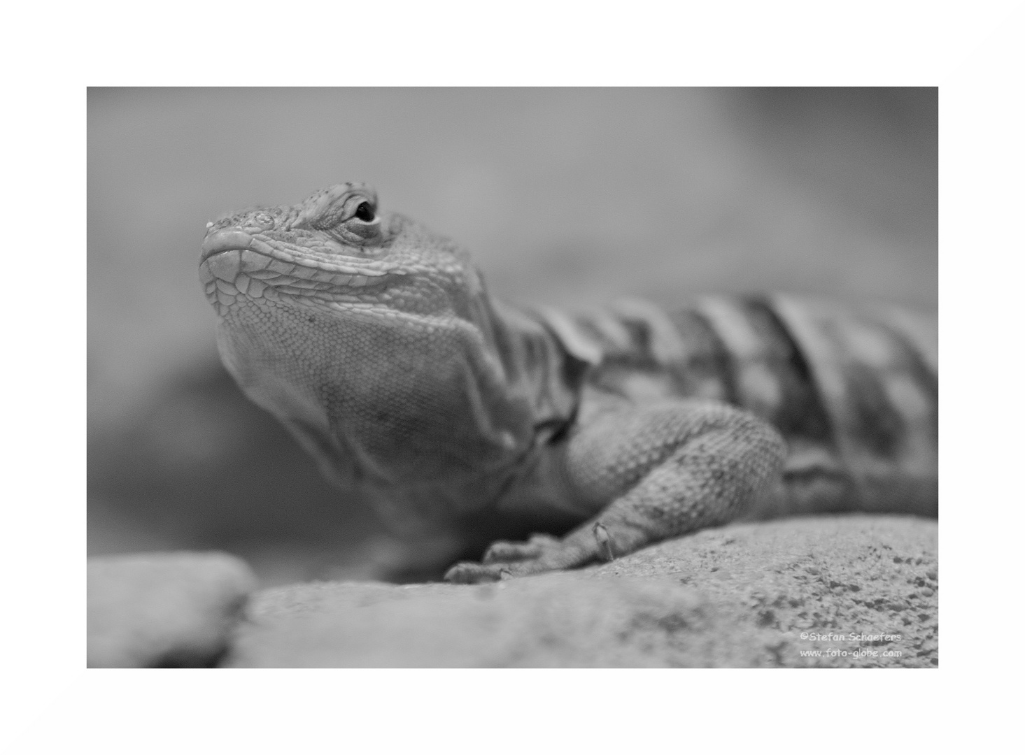 ....Reptilportrait 2....