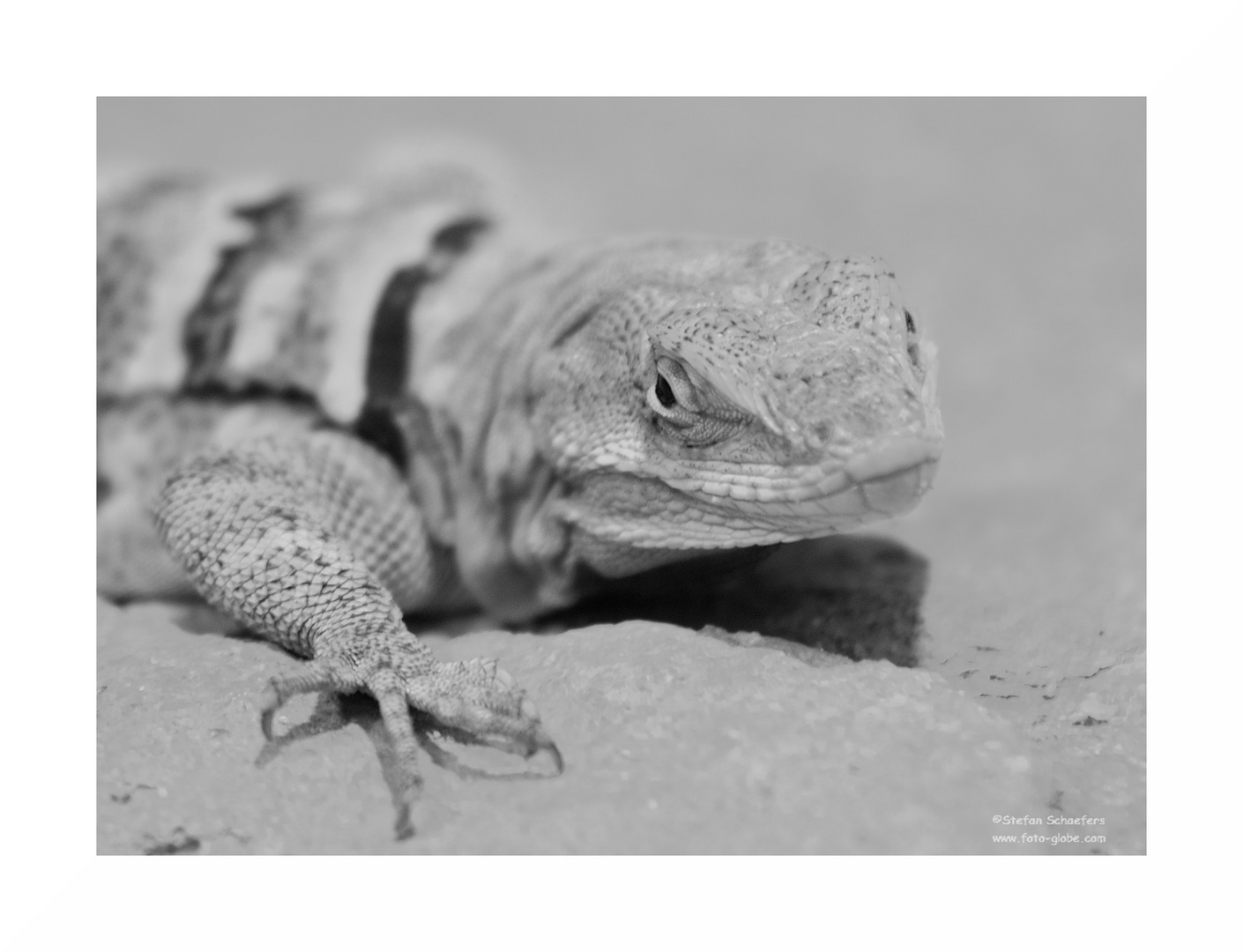 ....Reptilportrait 5....