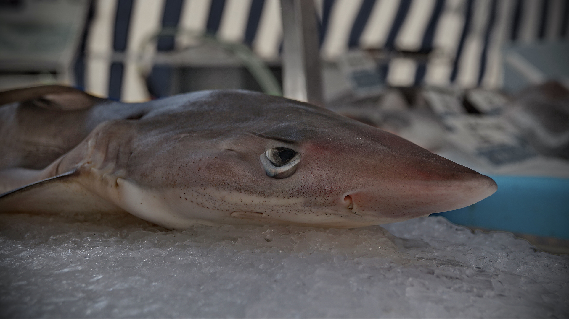 Requin