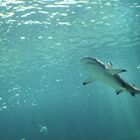 requin a l'aquarium de paris