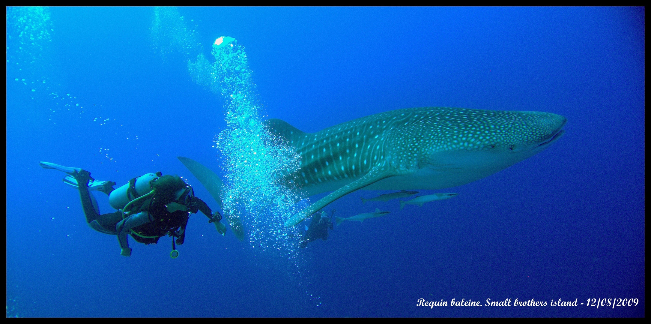 Requin baleine