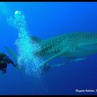 Requin baleine