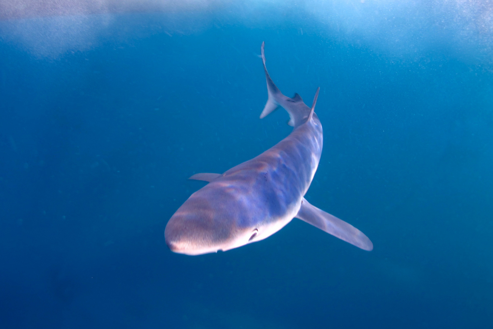 Requin bleu