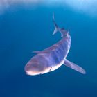 Requin bleu