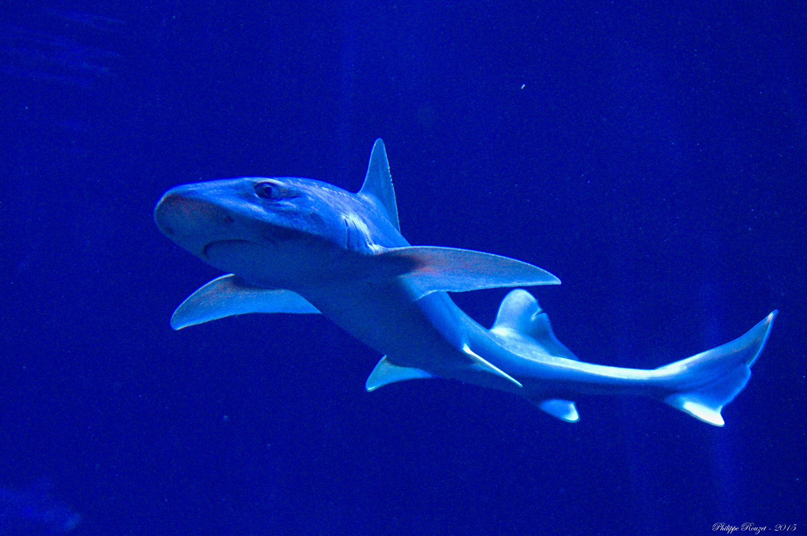 Requin