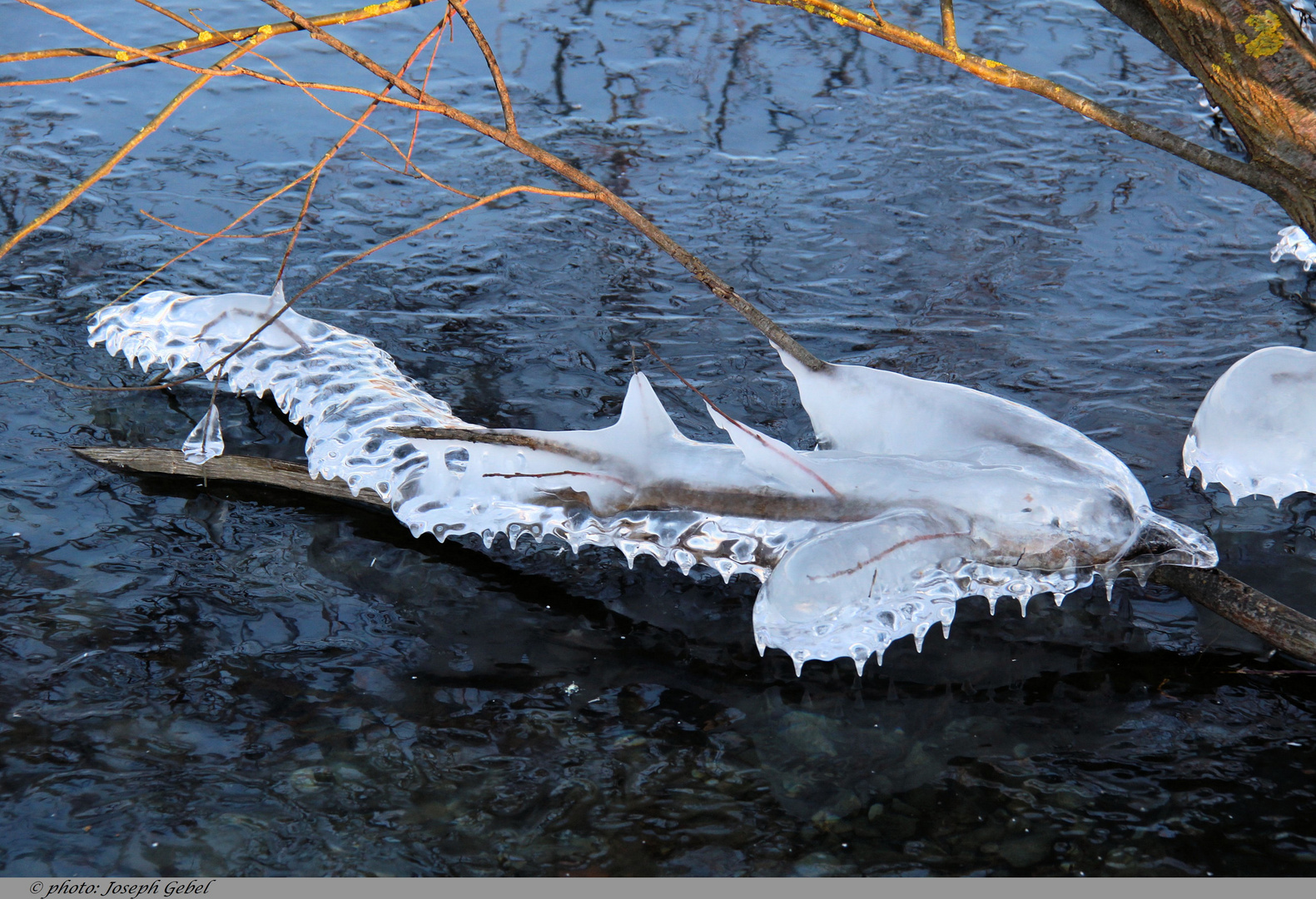 requin glacial !