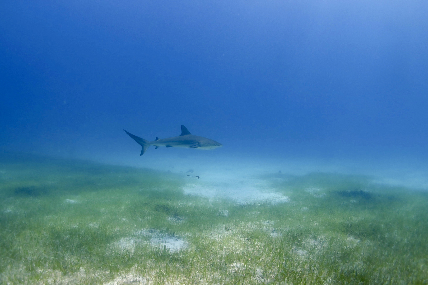 Requin gris