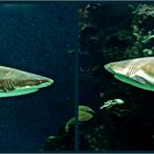 Requins à l’aquarium des lagons - Nouméa - Haie in dem Aquarium der Lagunen