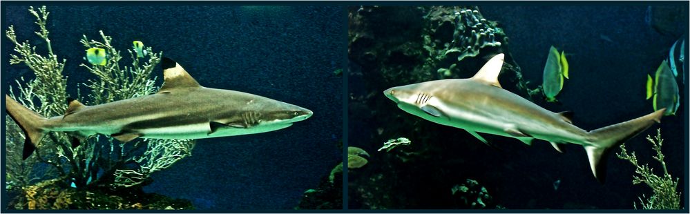 Requins à l’aquarium des lagons - Nouméa - Haie in dem Aquarium der Lagunen