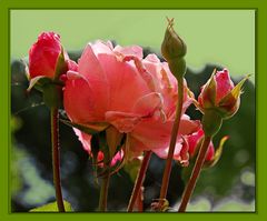 rescapèes des fortes pluies....